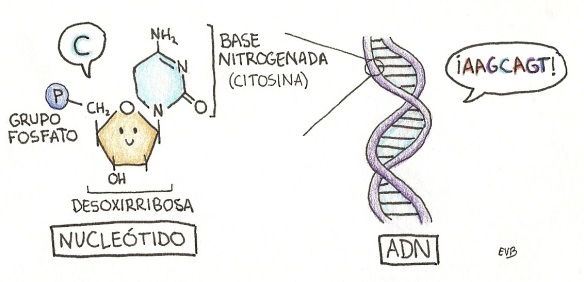 Estructura de un nucleótido de citosina y del ácido desoxirribonucleico (ADN). Los nucleótidos están formados por un grupo fosfato, un azúcar (ribosa o desoxirribosa, según pertenezcan a ARN o al ADN, respectivamente) y una base nitrogenada (citosina, guanina, adenina y timina). Es la secuencia de bases nitrogenadas la que contiene la información genética en los ácidos nucleicos.